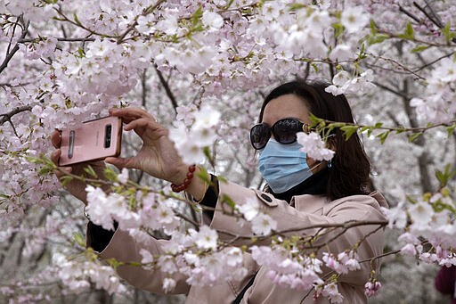 A woman wearing a mask takes photos of cherry blossoms at the Yuyuantan Park in Beijing on Thursday, March 26, 2020. While many of the city's world-famous tourist sites, including the sprawling Forbidden City ancient palace complex, remain closed due to the coronavirus outbreak, spring weather and budding cherry blossoms are coaxing outdoors citizens who have been largely confined to home for the last two months. (AP Photo/Ng Han Guan)