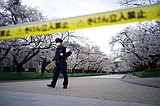 Tokyo closes cherry blossom parks to slow spread of virus
