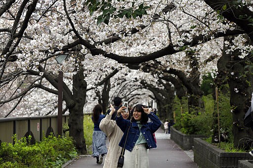 People stop to photograph cherry blossoms Friday, March 27, 2020, in Tokyo. The new coronavirus causes mild or moderate symptoms for most people, but for some, especially older adults and people with existing health problems, it can cause more severe illness or death. (AP Photo/Kiichiro Sato)