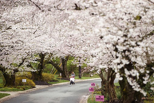 A woman pushes a baby in a stroller under a canopy of cherry blossoms in the Kenwood neighborhood of Bethesda, Md., Tuesday, March 24, 2020. Kenwood may be a stand-in for some for Washington, DC's National Cherry Blossom Festival that has been canceled because of the coronavirus outbreak. In the early 1930s and 1940s, cherry trees were planted to promote the neighborhood to potential home buyers. Now, over 1,200 cherry trees grace the neighborhood and bloom during the spring season. (AP Photo/Carolyn Kaster)