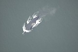 Whales face more fatal ship collisions as waters warm