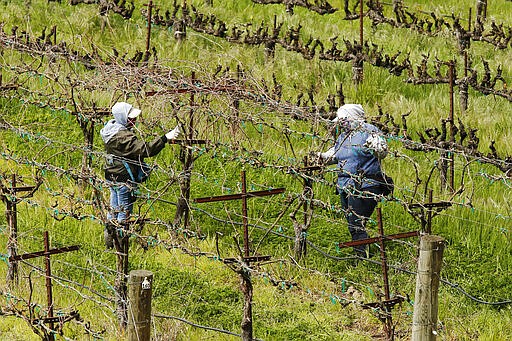 In this March 24, 2020, photo, farmworkers keep their distance from each others they work at the Heringer Estates Family Vineyards and Winery in Clarksburg, Calif. Farms continue to operate as essential businesses that supply food to California and much of the country as schools, restaurants and stores shutter over the coronavirus. But some workers are anxious about the virus spreading among them and their families. Steve Heringer, general manager of the 152-year-old family owned business said workers now have more hand sanitizer and already use their own gloves for field work. (AP Photo/Rich Pedroncelli)