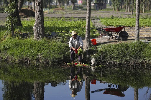 A farmer cleans red beets at a farm in San Andres Mixquic, just outside Mexico City, Monday, March 30, 2020, amid the worldwide spread of the new coronavirus. (AP Photo/Fernando Llano)