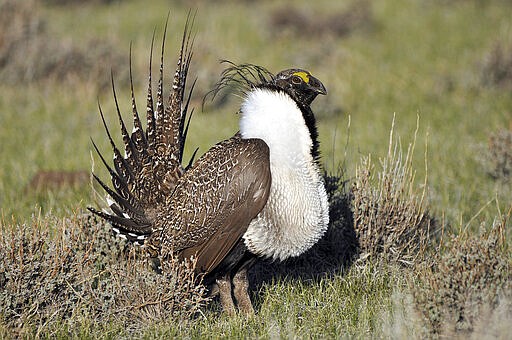 FILE - This March 1, 2010, file photo provided by the U.S. Fish and Wildlife Service shows a greater sage grouse male strutting to attract a mate at a lek, or mating ground, near Bridgeport, Calif. Two years after a U.S. judge ordered the Trump administration to reconsider its refusal to protect sage grouse populations along the California-Nevada line, the U.S. Fish and Wildlife Service has again decided against listing the bi-state grouse as threatened or endangered. (Jeannie Stafford/U.S. Fish and Wildlife Service via AP, File)