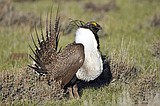 Feds refuse again to list bi-state grouse along state line