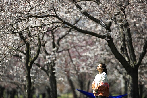 In this March 26, 2020, photo, a person takes in the afternoon sun amongst the cherry blossoms along Kelly Drive in Philadelphia. For millions of seasonal allergy sufferers, the annual onset of watery eyes and scratchy throats is bumping up against the global spread of a new virus that produces its own constellation of respiratory symptoms. That&#146;s causing angst for people who suffer from hay fever and are now asking themselves whether their symptoms are related to their allergies or the new coronavirus. (AP Photo/Matt Rourke)