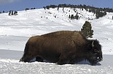 Yellowstone slaughters wild bison to shrink park's herds