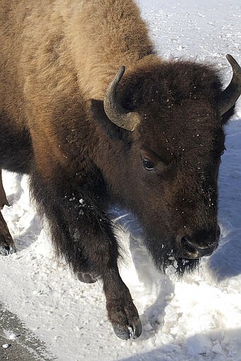 FILE - In this Monday, Feb. 17, 2020 file photo, a bison walks in Yellowstone National Park's Lamar Valley near Mammoth Hot Springs, Wyo. Park officials said, Yellowstone National Park is done capturing wild bison for the year after rounding up hundreds of the burly animals and sending most to slaughter as part of a population control program. (AP Photo/Matthew Brown, File)