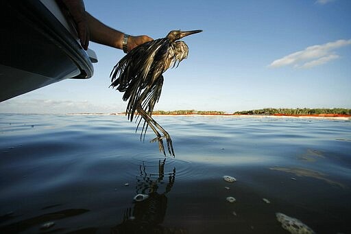 FILE - In this June 26, 2010 file photo, Plaquemines Parish Coastal Zone Director P.J. Hahn rescues a heavily oiled bird from the waters of Barataria Bay, La. The Trump administration wants to end the criminal penalties under the Migratory Bird Treaty Act to pressure companies into taking measures to prevent unintentional bird deaths. Critics including top Interior Department officials from Republican and Democratic administrations say the proposed change could devastate threatened and endangered species and accelerate a bird population decline across North America since the 1970s. (AP Photo/Gerald Herbert, File)