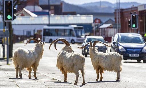 A herd of goats walk the quiet streets in Llandudno, north Wales, Tuesday March 31, 2020. A group of goats have been spotted walking around the deserted streets of the seaside town during the nationwide lockdown due to the coronavirus. (Pete Byrne/PA via AP)