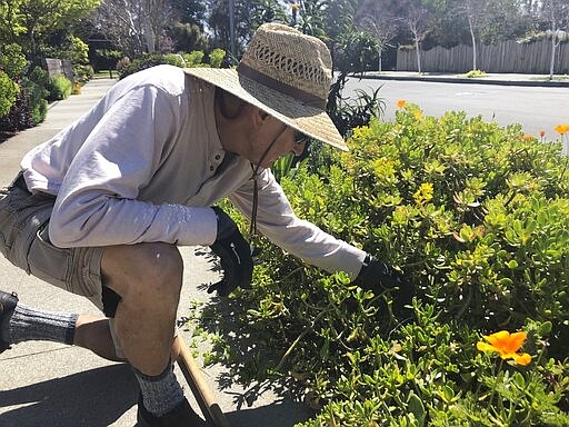 In this march 20, 2020 photo, Larry Friedman weeds his garden in Santa Cruz, Calif. Shelter in place orders to prevent the spread of coronavirus coincided with beautiful weather, and gardeners are using their newfound free time to plant and tend their flowers and vegetables. (AP Photo/Martha Mendoza)