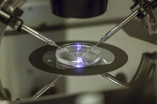 FILE - In this Aug. 14, 2013 file photo, an in vitro fertilization embryologist works on a petri dish at a fertility clinic in London. Tens of thousands of people undergo in vitro fertilization every year, but many don&#146;t know how costly the process is until they&#146;re facing the decision head-on. One IVF cycle costs more than $20,000, on average, and most patients go through multiple rounds before conceiving or moving on to other options. (AP Photo/Sang Tan, File)