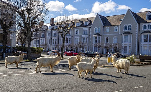 A herd of goats walk the quiet streets in Llandudno, north Wales, Tuesday March 31, 2020. A group of goats have been spotted walking around the deserted streets of the seaside town during the nationwide lockdown due to the coronavirus. (Pete Byrne/PA via AP)