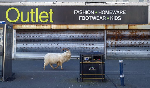 A  goat walks past a closed stored, near Trinity Square, in Llandudno, north Wales, Tuesday March 31, 2020. A group of goats have been spotted walking around the deserted streets of the seaside town during the nationwide lockdown due to the coronavirus. (Pete Byrne/PA via AP)