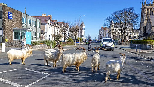 A herd of goats walk the quiet streets in Llandudno, north Wales, Tuesday March 31, 2020. A group of goats have been spotted walking around the deserted streets of the seaside town during the nationwide lockdown due to the coronavirus. (Pete Byrne/PA via AP)