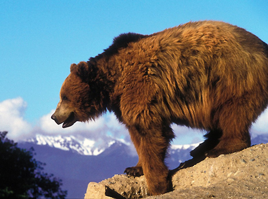 &#151;Photo courtesy ERWIN and PEGGY BAUER/U.S. Fish &amp; Wildlife
Two new rewards have been offered for information on the killing of a federally protected grizzly bear in Idaho, bringing the total to $13,500.