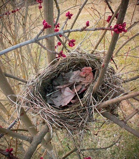 &#151;Courtesy photo
One of the entries in the sixth annual &#147;Look to the Forest&#148; Arbor Day photo contest sponsored by the Idaho Forest Products Commission.