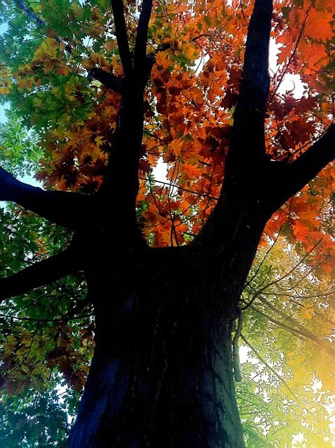 &#151;Courtesy photo
An entry in the sixth annual &#147;Look to the Forest&#148; Arbor Day photo contest sponsored by the Idaho Forest Products Commission.