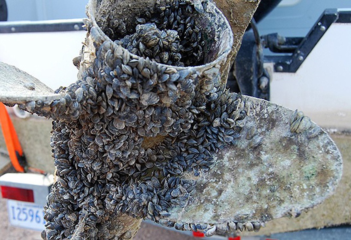 This image shows tenacious quagga adhereing to a boat&#146;s propeller. The state&#146;s boat inspection program aims to keep the bivalves from taking hold in Idaho.

&#151;Photo 
courtesy ISDA