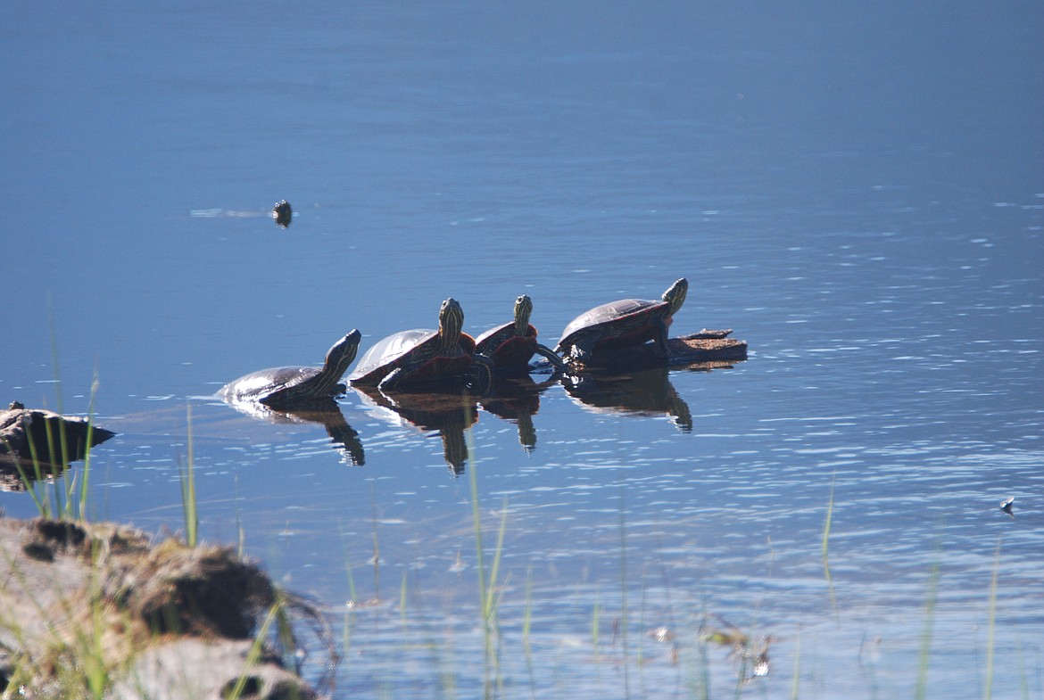 Photo by DON BARTLING
Donatello, Raphael, Michelangelo and Leonardo bask in the sun.