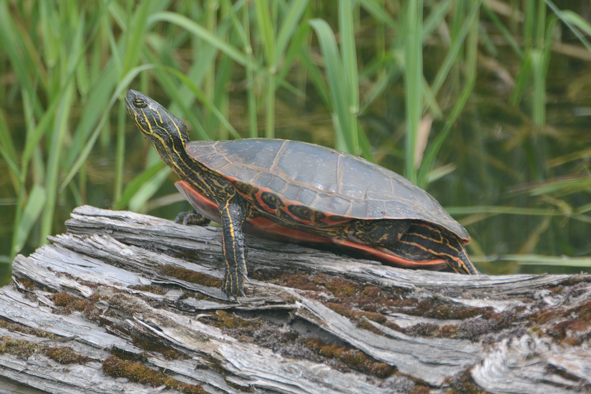 Photo by DON BARTLING
The turtles at the Kootenai National Wildlife Refuge have been enjoying the warm weather.