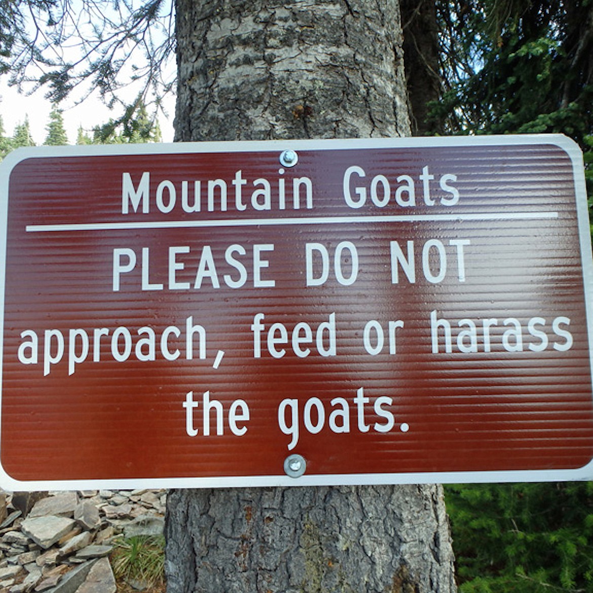 &#151;Courtesy photo
This summer, a joint effort with Idaho Fish and Game, the U.S. Forest Service and Friends of Scotchman Peaks Wilderness will put volunteer trail ambassadors on Scotchman Peak Trail 65, in part to educate visitors about mountain goats.