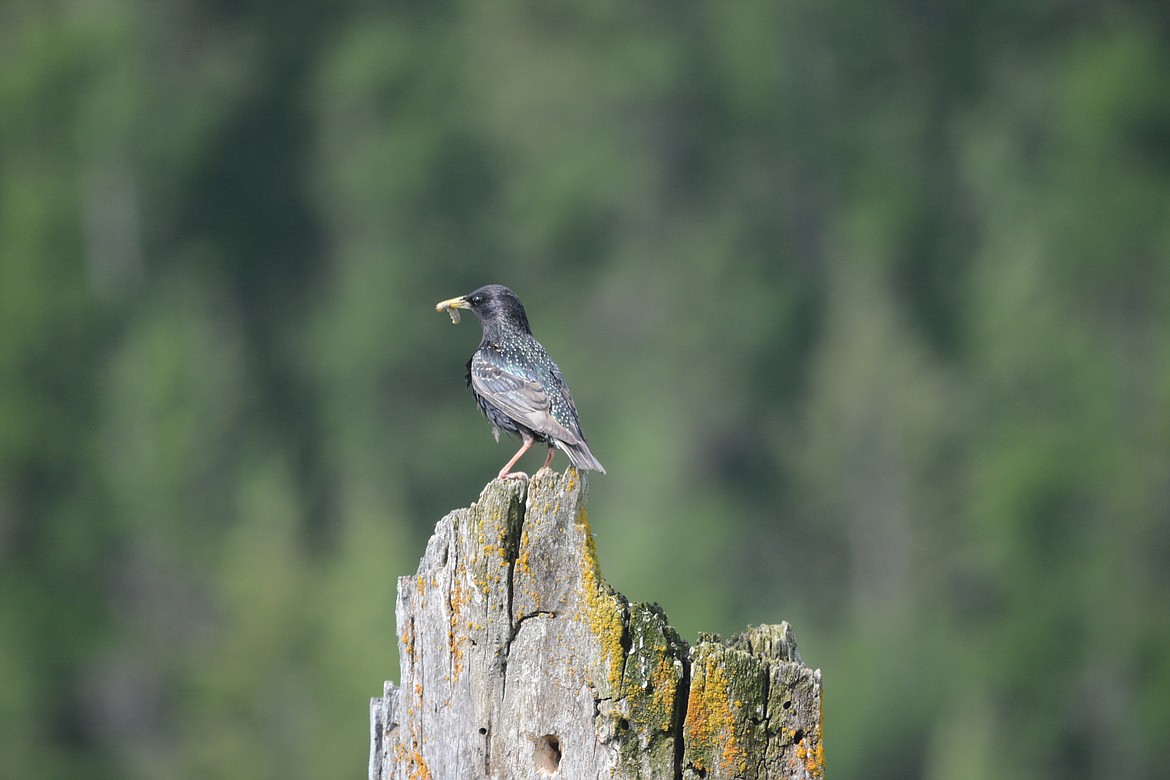 Photo by DON BARTLING
Mother European Starling with a worm. First brought to North America in the 19th century, European Starlings are now among the continent&#146;s most numerous songbirds.