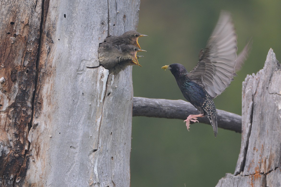 Photo by DON BARTLING
Which one should I feed?