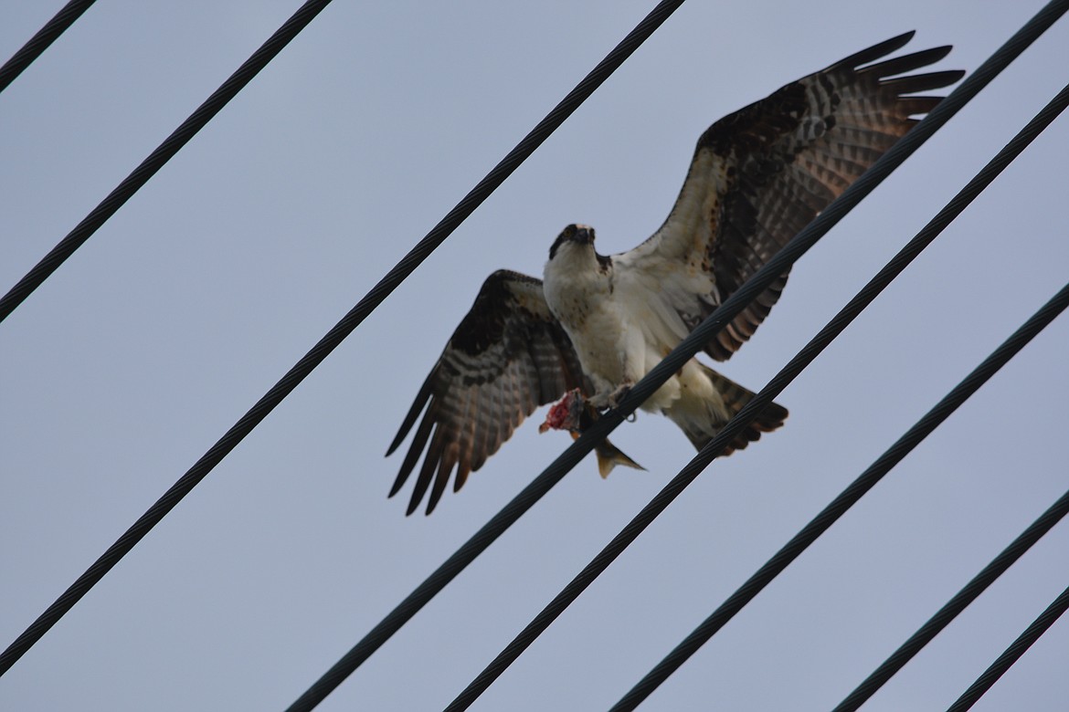 Photo by DON BARTLING
An osprey with the catch of the day.