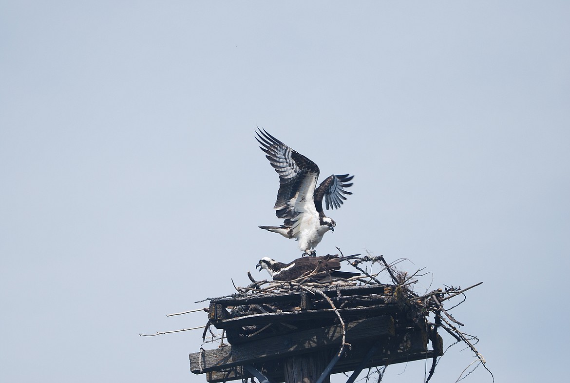 Photo by DON BARTLING
An osprey can have a wing-span up to five and a half feet.