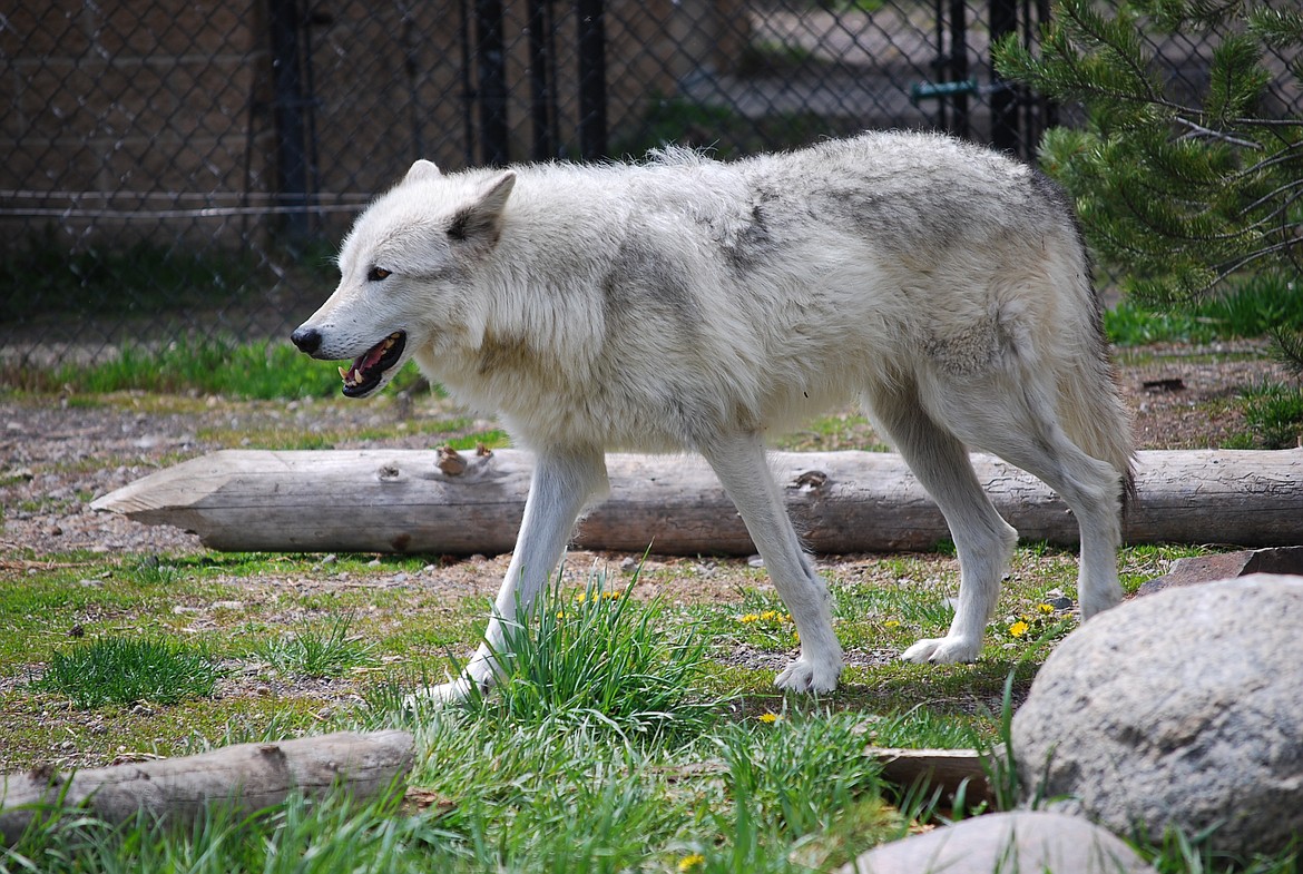 Photo by DON BARTLING
A wolf in the exhibit at Yellowstone.