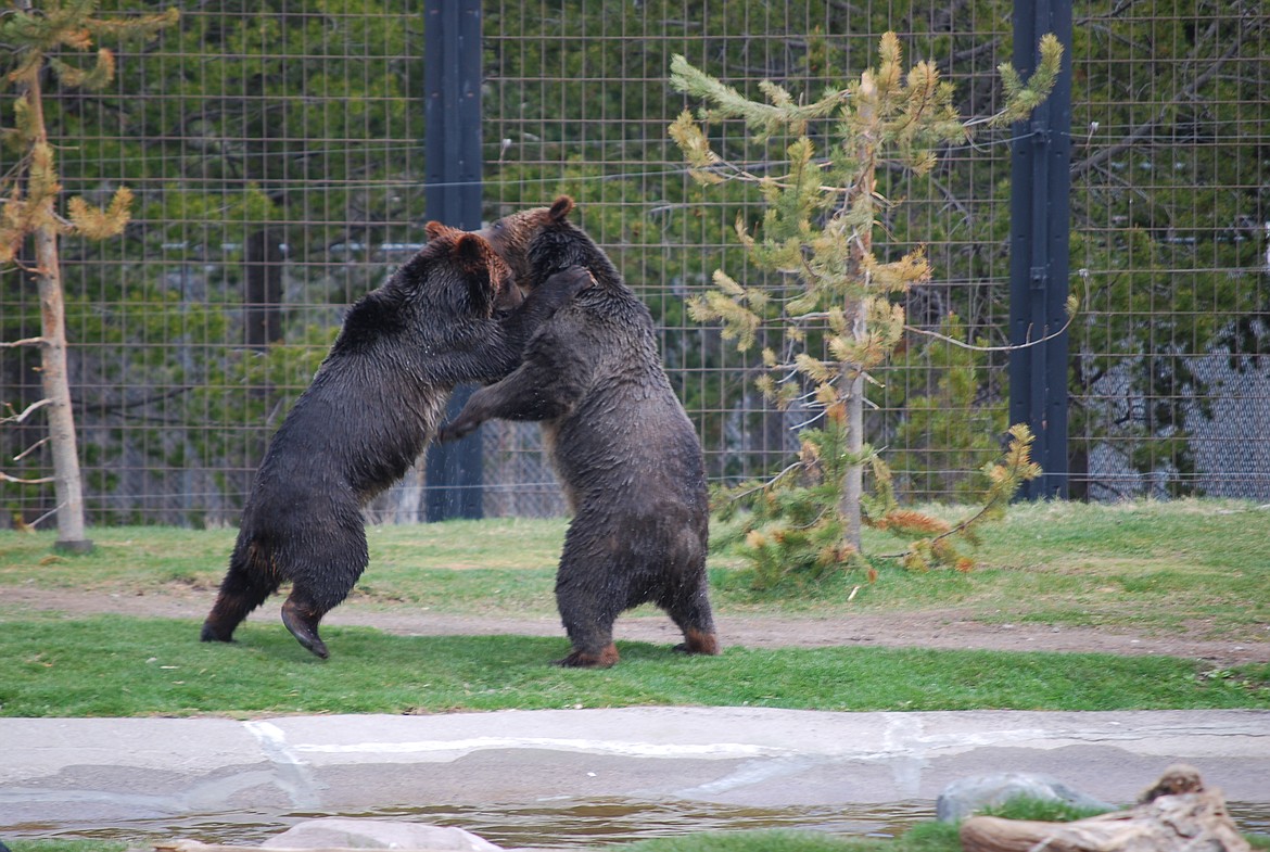 Photo by DON BARTLING
Two sibling bears wrestle at Yellowstone National Park.