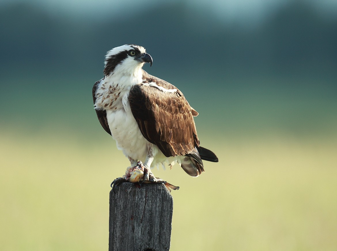 Photo by STEVE JAMSA
&#147;The osprey on this particular morning had been hunting for bullheads in the wetlands of the Kootenai Refuge and one was sitting on the parking lot split rail fence long enough for a photo,&#148; said photographer Steve Jamsa. &#147;This was early morning so the lighting was good.&#148; Have a Best Shot? Email it to Don Cogger at dcogger@bonnersferryherald.com.