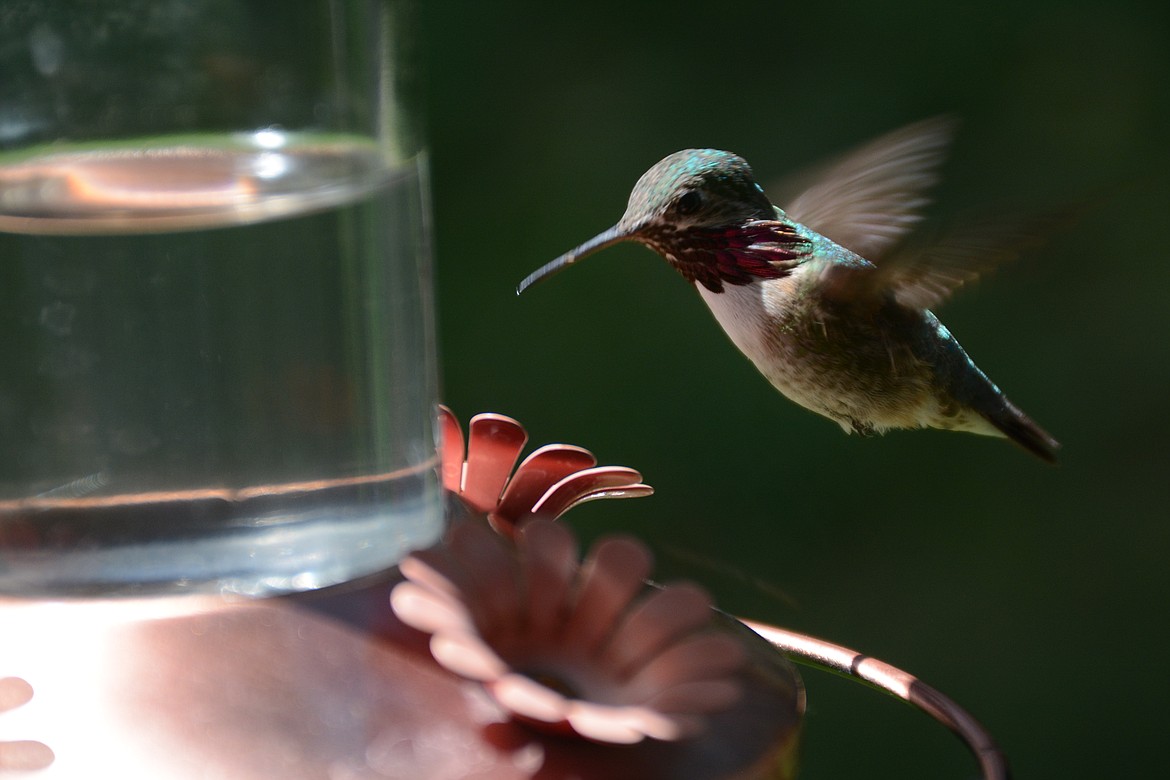 Photo by DON BARTLING
A flying male hummingbird.