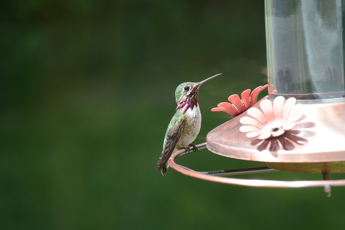 Photo by DON BARTLING
A male Calliope Hummingbird at rest.