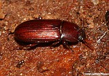 2015 Drought producing bark beetle issues with Panhandle conifers