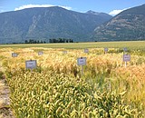 University of Idaho Field Day and Farm Tour June 30