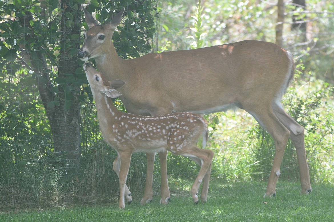 Photo by DON BARTLING
Whitetail doe and fawn. By July, most does will have birthed their offspring.