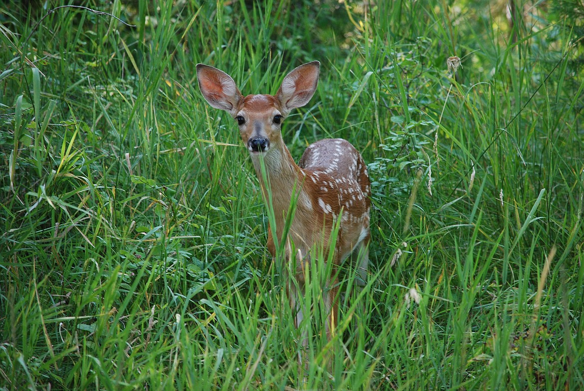 Photo by DON BARTLING
A Whitetail fawn.