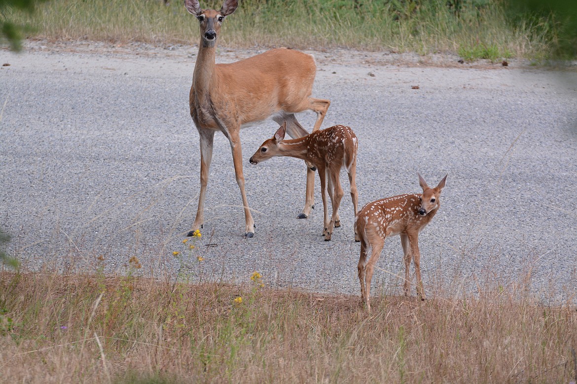 Photo by DON BARTLING
Twin fawns and mother out for a walk.