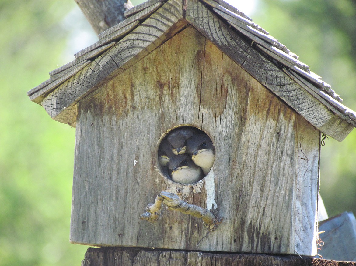 &#151;Photo courtesy MARK SCHECTERSON
Mark Schecterson of Heron, Mont., captured this shot of baby bluebirds waiting to be fed.