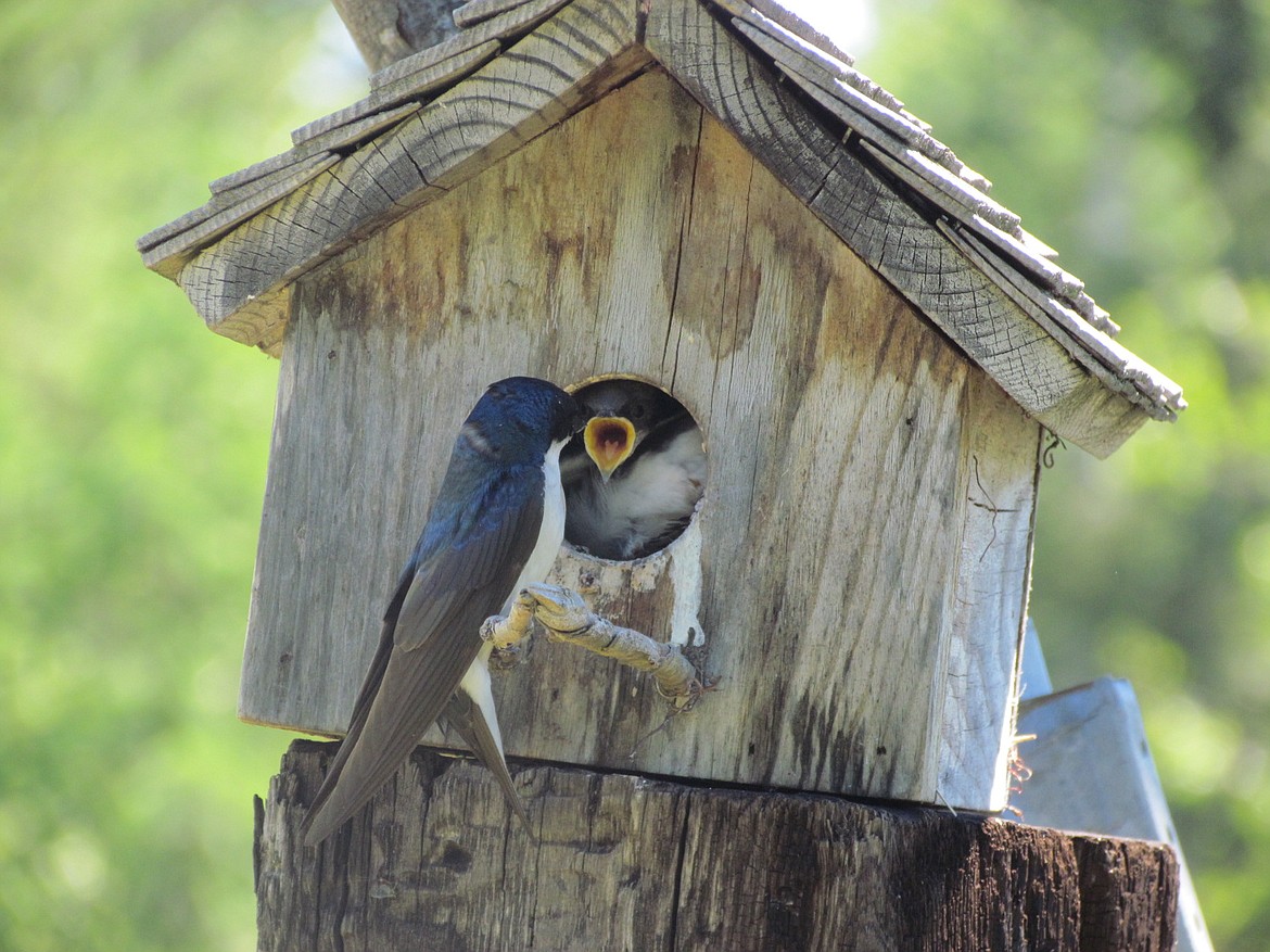 &#151;Photo courtesy MARK SCHECTERSON
Mark Schecterson of Heron, Mont., captured this shot of baby bluebirds waiting to be fed.