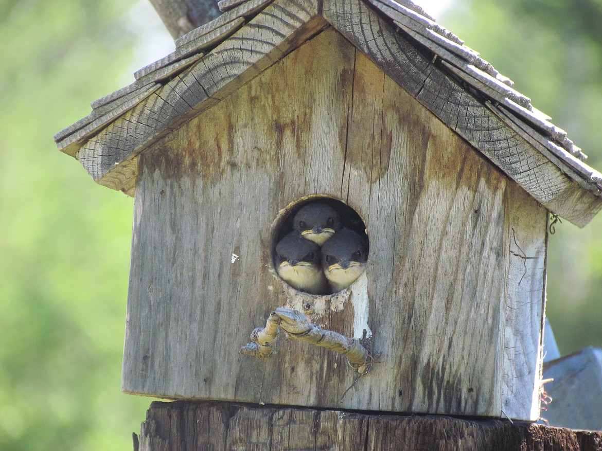 &#151;Photo courtesy MARK SCHECTERSON
Mark Schecterson of Heron, Mont., captured this shot of baby bluebirds waiting to be fed.