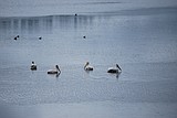 American White Pelicans pay visit to Boundary County
