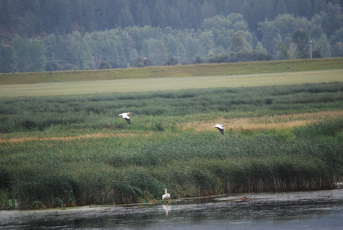 Photo by DON BARTLING
Pelicans soaring majestically looking for small schooling fish on ponds beside the west side road.