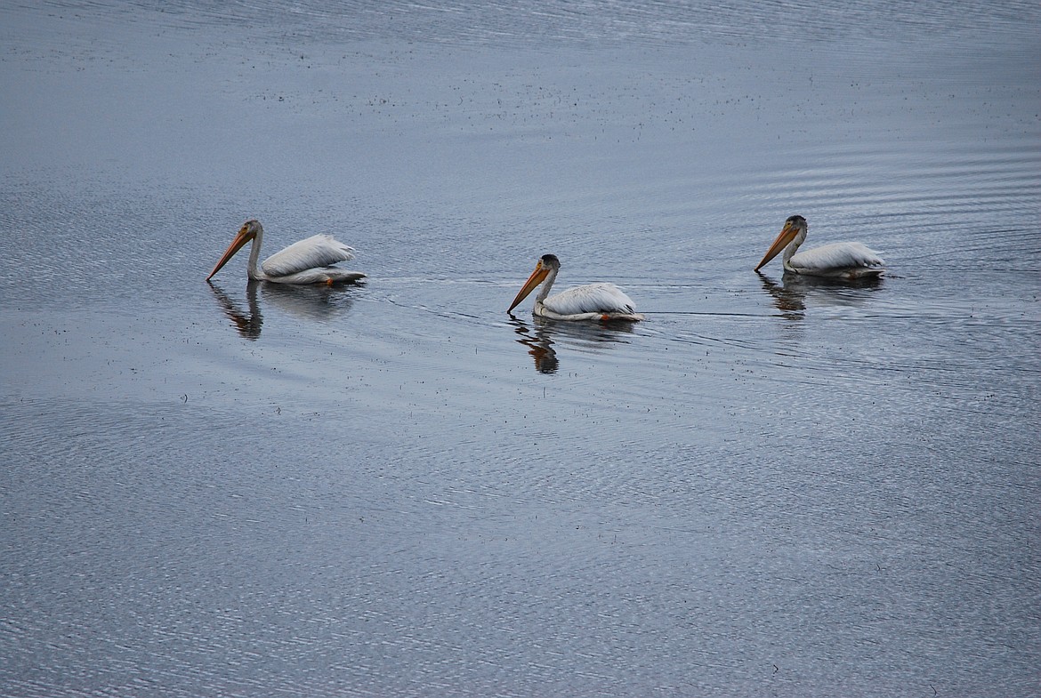 Photo by DON BARTLING
White Pelicans focused for a fish snack.