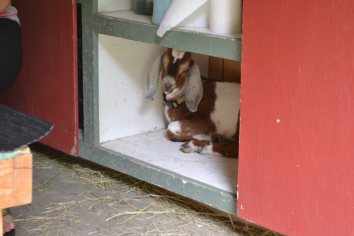 Photo by SARAH JENKINS
Huckleberry&#146;s baby in his spot in the milking barn.