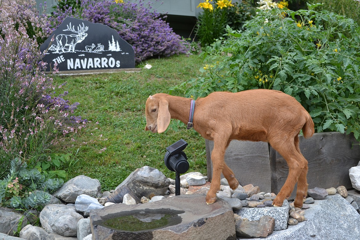 Photo by SARAH JENKINS
Butterscotch&#146;s baby playing on the rocks.