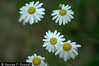 &#151;Photo courtesy GEORGE F. RUSSELL/USDA
Although the name may suggest otherwise, stinking chamomile has a flash of floral panache.