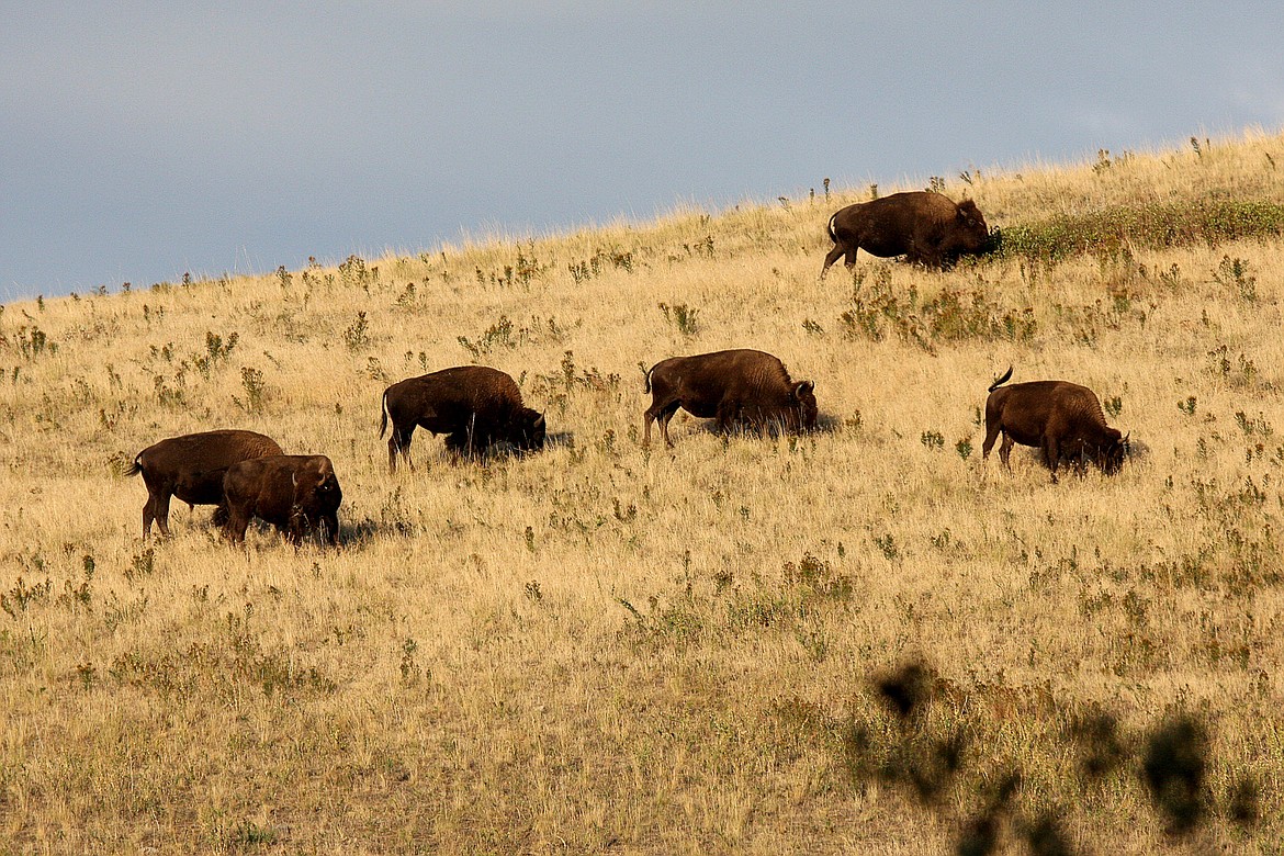 ANDREAS BRAUNLICH/Press
A herd of buffalo grazes a hillside during the late summer at the National Bison Range in the Mission Valley of northwest Montana.